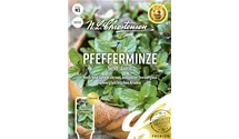 Mentha x piperita