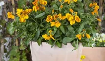Erysimum cheiri