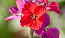 Erysimum cheiri