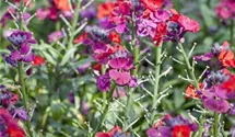 Erysimum cheiri