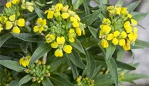 Erysimum cheiri