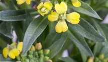 Erysimum cheiri