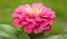 Zinnia elegans, kleinblütig