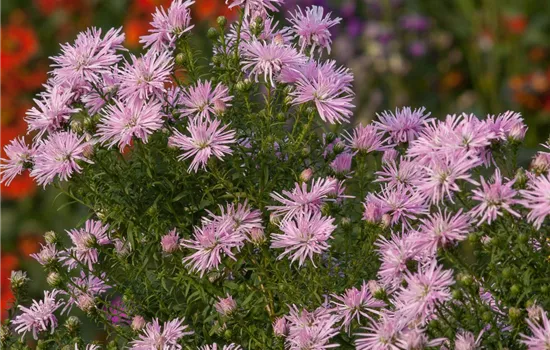Garten-Glattblatt-Aster 'Rosenquarz'