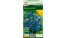 Blumenzwiebel Set 'Blue Star'