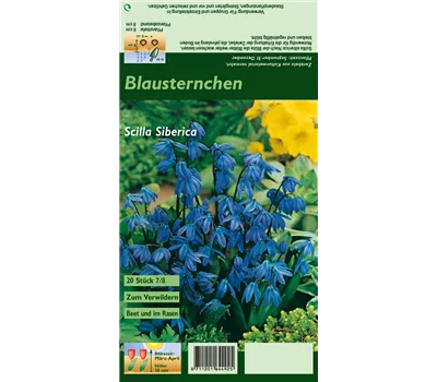 Sibirischer Blaustern