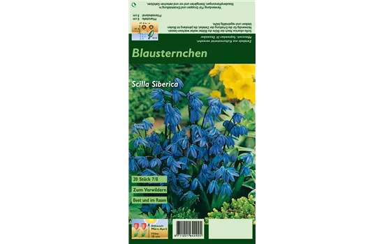 Sibirischer Blaustern