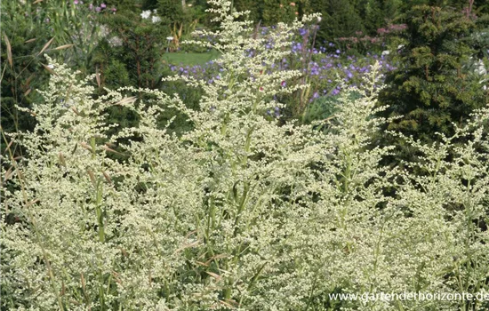 Weißblühender China-Beifuß 'Elfenbein'