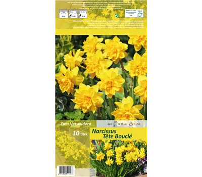 Alpenveilchenartige Garten-Narzisse