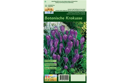 Elfen-Krokus 'Ruby Giant'