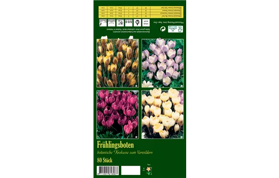 Botanische Krokusse 'Frühlingsboten'
