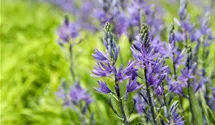 Camassia leichtlinii 'Caerulea'