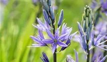 Camassia leichtlinii 'Caerulea'