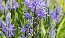 Camassia leichtlinii 'Caerulea'