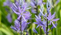 Camassia leichtlinii 'Caerulea'