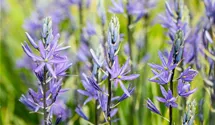 Camassia leichtlinii 'Caerulea'