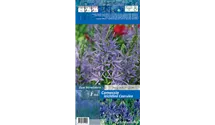 Camassia leichtlinii 'Caerulea'