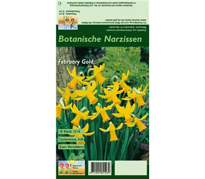 Alpenveilchenartige Garten-Narzisse 'February Gold'