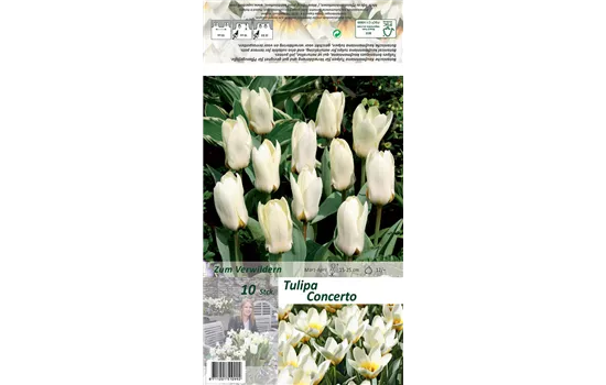 Foster-Tulpe 'Concerto'