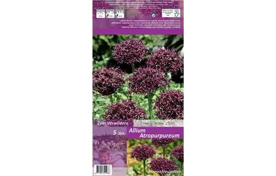 Purpurblütiger Lauch