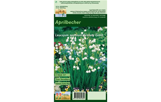 Sommer-Knotenblume 'Gravety Giant'