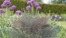 Allium macleanii 'Globemaster'