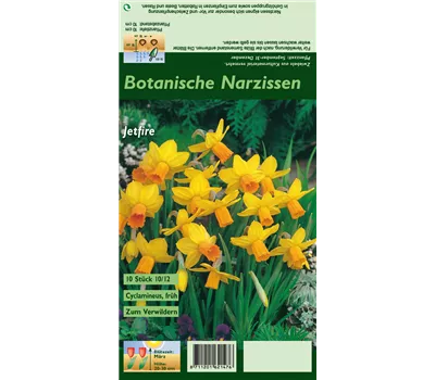 Alpenveilchenartige Garten-Narzisse 'Jetfire'