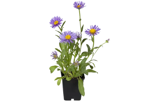 Sommer-Aster