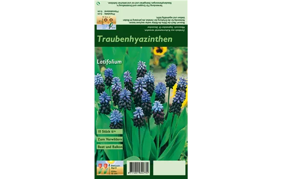 Breitblättrige Traubenhyazinthe