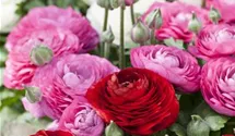 Ranunculus asiaticus
