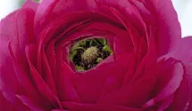 Ranunculus asiaticus