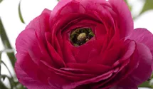 Ranunculus asiaticus