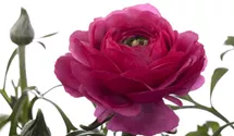 Ranunculus asiaticus