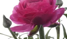 Ranunculus asiaticus
