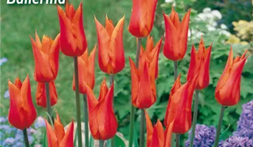 Tulipa 'Ballerina'