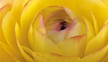 Ranunculus asiaticus