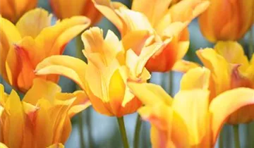 Tulipa 'Ballerina'