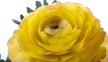 Ranunculus asiaticus