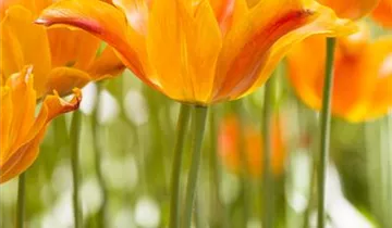 Tulipa 'Ballerina'