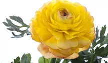 Ranunculus asiaticus