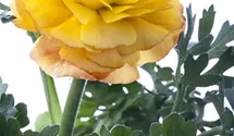 Ranunculus asiaticus