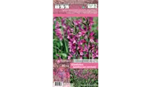 Blumenzwiebel Set 'Rosarotes Meer'