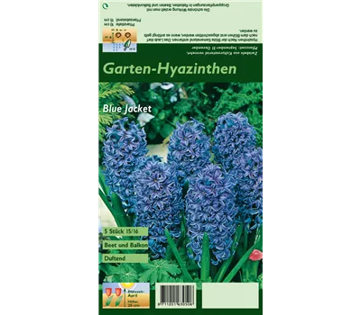 Hyazinthe 'Blue Jacket'