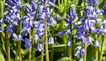 Hyacinthoides hispanica, blau