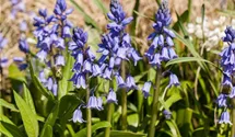 Hyacinthoides hispanica, blau