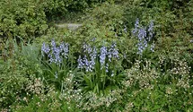 Hyacinthoides hispanica, blau