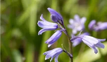 Hyacinthoides hispanica, blau