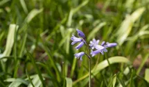 Hyacinthoides hispanica, blau
