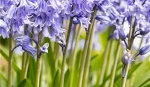 Hyacinthoides hispanica, blau