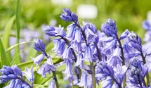 Hyacinthoides hispanica, blau